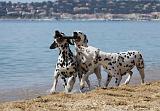 DALMATIEN 249